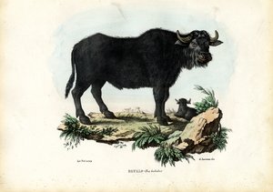 Buffalo, 1863-79 av Raimundo Petraroja