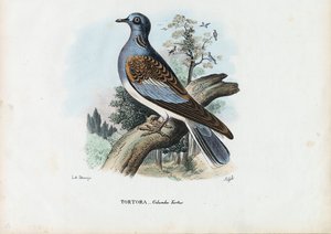Europeisk turteldue, 1863-79 av Raimundo Petraroja