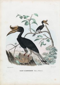 Stor hornfugl, 1863-79 av Raimundo Petraroja