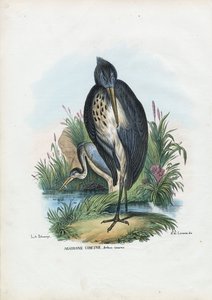 Gråhegre, 1863-79 av Raimundo Petraroja