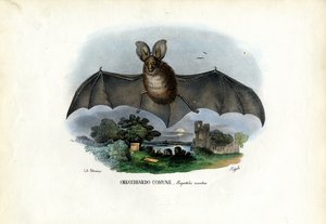 Grå langøret flaggermus, 1863-79 av Raimundo Petraroja