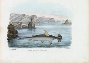 Hammerhead, 1863-79 av Raimundo Petraroja