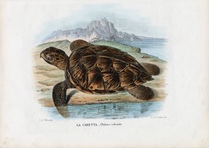 Hawksbill havskilpadde, 1863-79