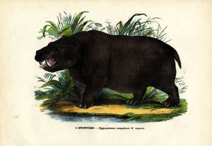 Flodhest, 1863-79 av Raimundo Petraroja