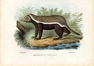 Honninggrevling, 1863-79 av Raimundo Petraroja