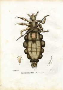 Lus, 1863-79