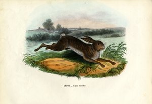 Fjellhare, 1863-79 av Raimundo Petraroja