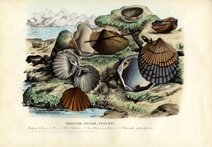 Blåskjell, 1863-79