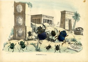 Scarab Beetles, 1863-79