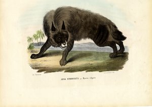 Stripete hyene, 1863-79 av Raimundo Petraroja