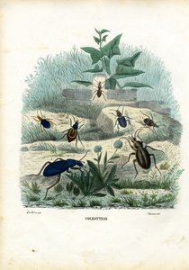 Tigre og jordbiller, 1863-79