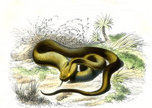 Vipere spydspiss (Cophias Lanceolatus) - Plate from Natural History av Bernard Germain de Lacepede (1856-1925), utgave P.Furme, Paris