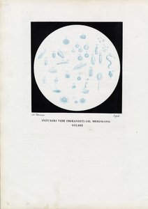 Hjuldyr, 1863-79 av Raimundo Petraroja