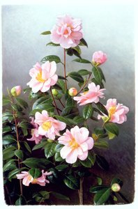  av Raymond Booth
