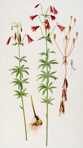  av Raymond Booth