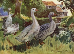 Illustrasjon for My Farm (farge litho) av Reginald Mills