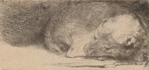 Sovende valp, ca. 1640. av Rembrandt van Rijn