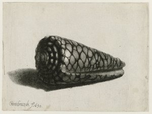 Skjellet (Conus marmoreus) Skallet av Rembrandt van Rijn