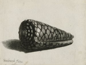 Skjellet (Conus marmoreus), 1650 av Rembrandt van Rijn