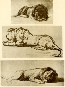 Tre løvestudier av Rembrandt van Rijn