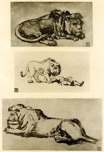 Tre løvestudier av Rembrandt van Rijn