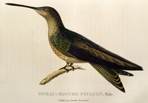 Kjempekolibri (Patagona gigas), gravering fra trochilidene eller kolibrier og kolibrier