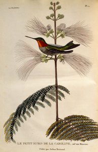 Ruby-throated Hummingbird (Archilochus colubris), gravering fra Les trochilidees ou les colibris et les oiseaux-mouches av René Primevère Lesson