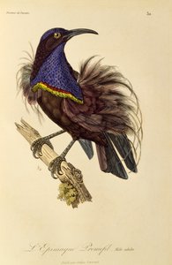 Voksen hann av Paradise Riflebird (Ptiloris paradiseus), gravering fra Natural History of Birds of Paradise og Epimagues