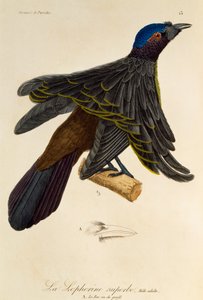 Voksen hann av Superb Bird-of-Paradise (Lophorina superba), gravering fra Natural History of Birds of Paradise og Epimagues