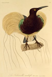 Voksen hann av tolvtrådet paradisfugl (Seleucidis melanoleuca), gravering fra Natural History of Birds of Paradise og Epimagues