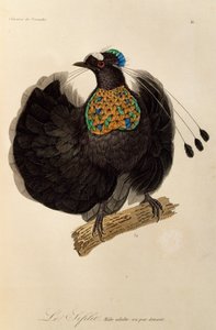Voksen hann av Western Parotia (Parotia sefilata), gravering fra Natural History of Birds of Paradise og Epimagues
