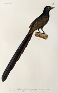 Gorget Bird-of-paradise hunn, gravering fra Natural history of birds of paradise and epimagues av René Primevère Lesson