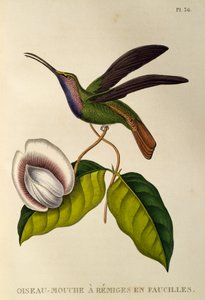 Lazulin Sabrewing (Campylopterus falcatus), gravering fra trochilidene eller kolibrier og kolibrier