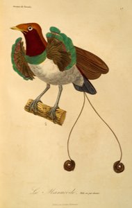 Hann av kongen Paradisfugl (Cicinnurus regius), gravering fra Naturhistorien til paradisfugler og epimagues