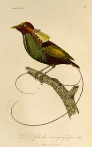 Hann av den storslåtte paradisfuglen (Cicinnurus magnificus), gravering fra Natural History of Birds of Paradise og Epimagues av René Primevère Lesson