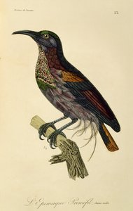 Paradise Riflebird ung hann (Ptiloris paradiseus), gravering fra Natural History of Birds of Paradise og Epimagues av René Primevère Lesson