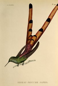 Rødhalekomet (Sappho sparganurus), gravering fra trochilidene eller kolibrier og kolibrier