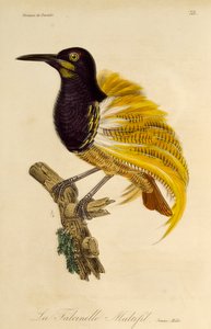 Ung hann av tolvtrådede paradisfugl (Seleucidis melanoleuca), gravering fra Natural History of Birds of Paradise og Epimagues