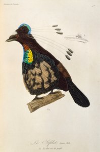 Ung hann av Western Parotia (Parotia sefilata), gravering fra Natural History of Birds of Paradise og Epimagues