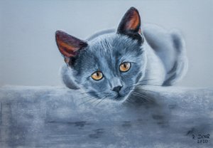 Grå katt