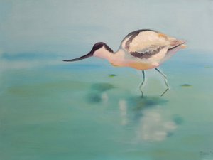 Avocets