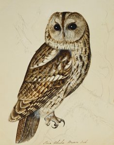 Brun ugle (Strix Ulula) av Rev. C. Atkinson