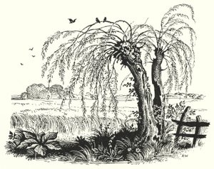 HC Andersen: Bokhveten (litho) av Rex (after) Whistler