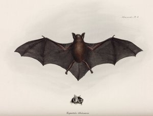 Flaggermus, Sør-Amerika, ca 1832-1836 av John Pardon