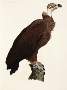 Brown Vulture, Egypt av John Pardon