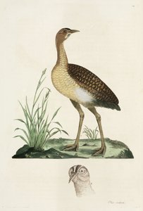 Bustard av John Pardon