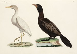 Storfeegret og langhaleskarv, Egypt av John Pardon