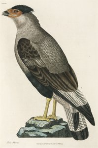 Crested Caracara av John Pardon