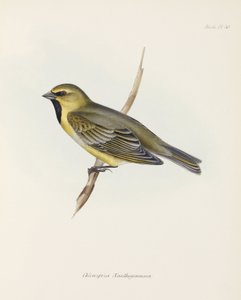 Finch, ca 1832-1836 av John Pardon