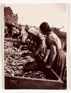 Fiske, Fisherfolk Kvinner som sorterer fisk, Whitby Harbour, North Yorkshire, ca 1905 av John Pardon